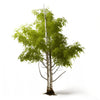 Abigail birch tree