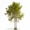 Addie birch tree