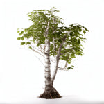 Adira birch tree