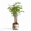 Adah birch tree