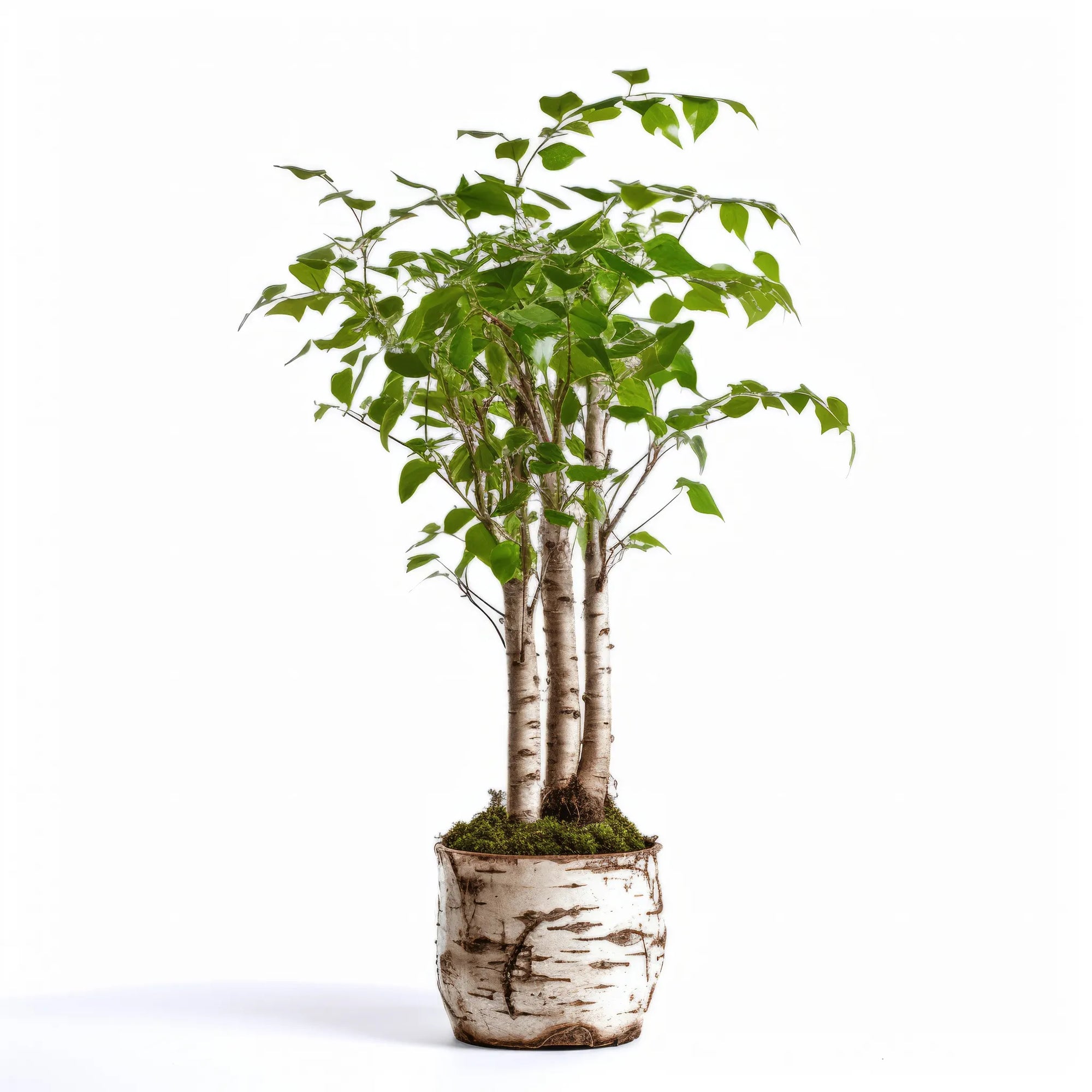 Adah birch tree