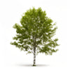 Afton birch tree