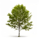 Afton birch tree
