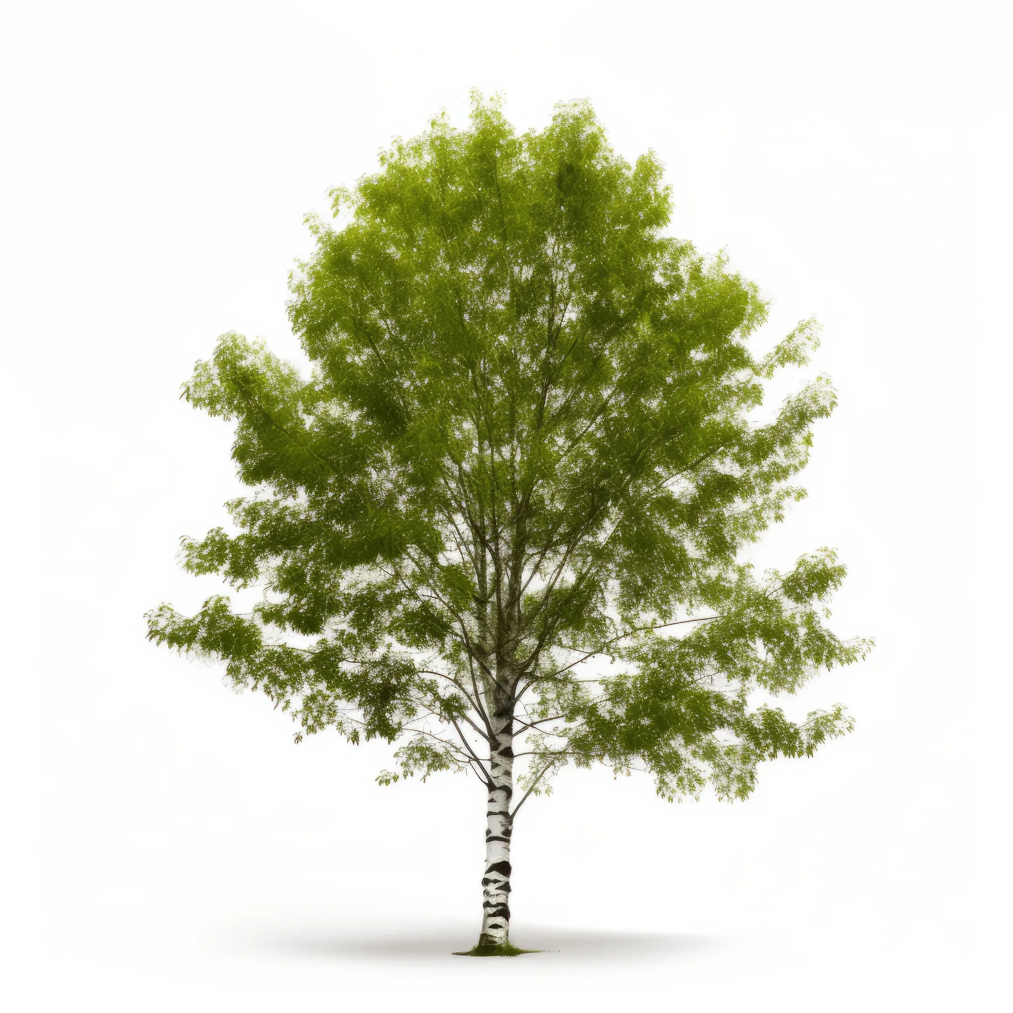 Afton birch tree