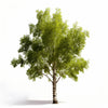 Anita birch tree