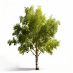 Anita birch tree