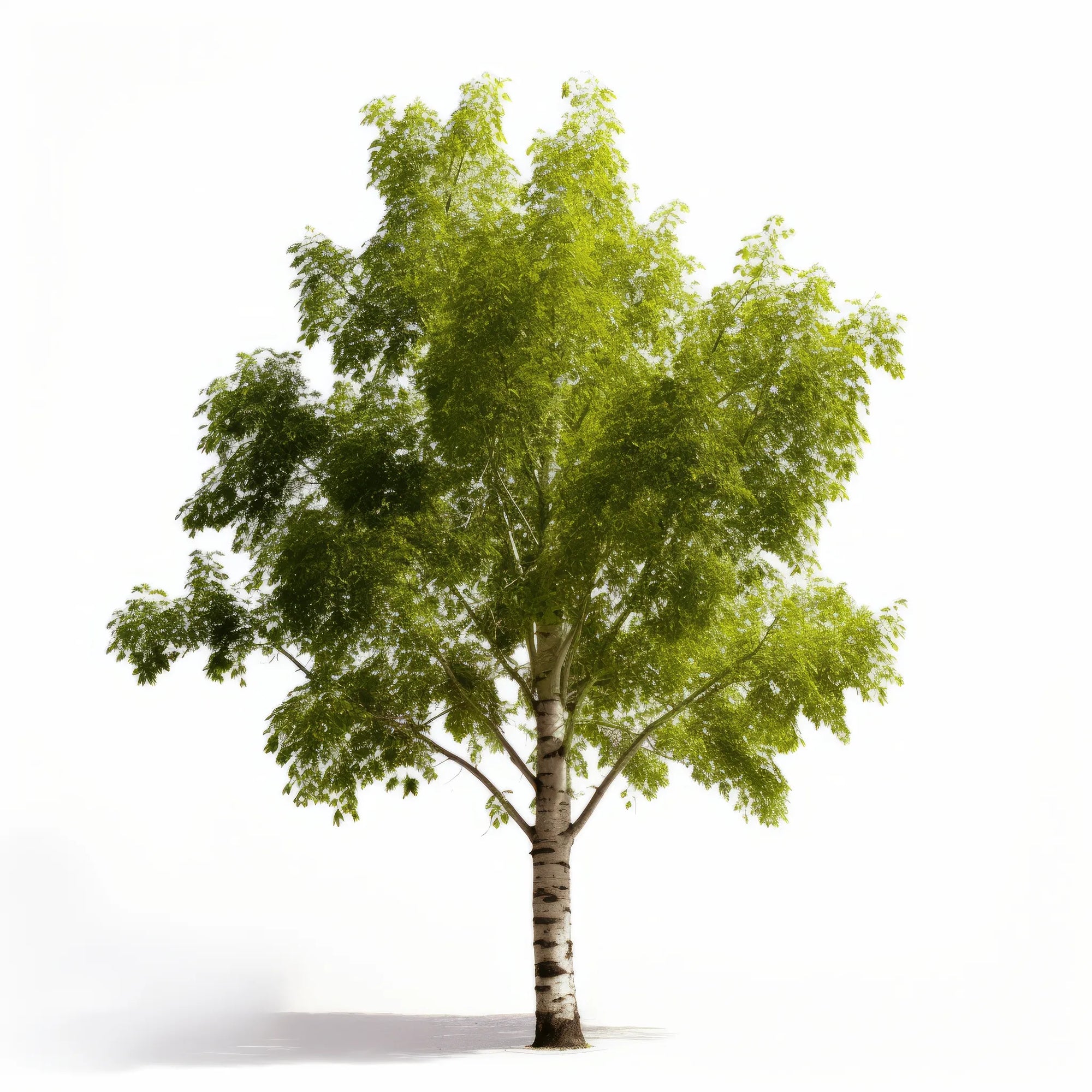 Anita birch tree