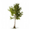 Aimee birch tree