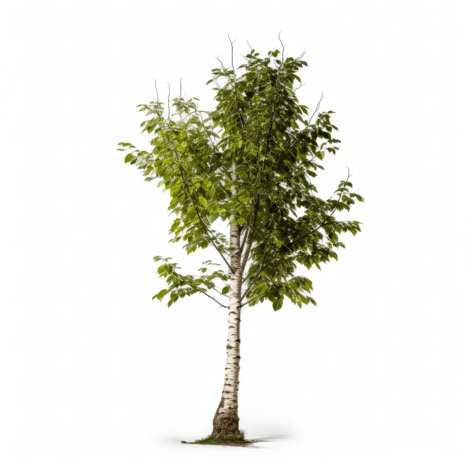 Aimee birch tree