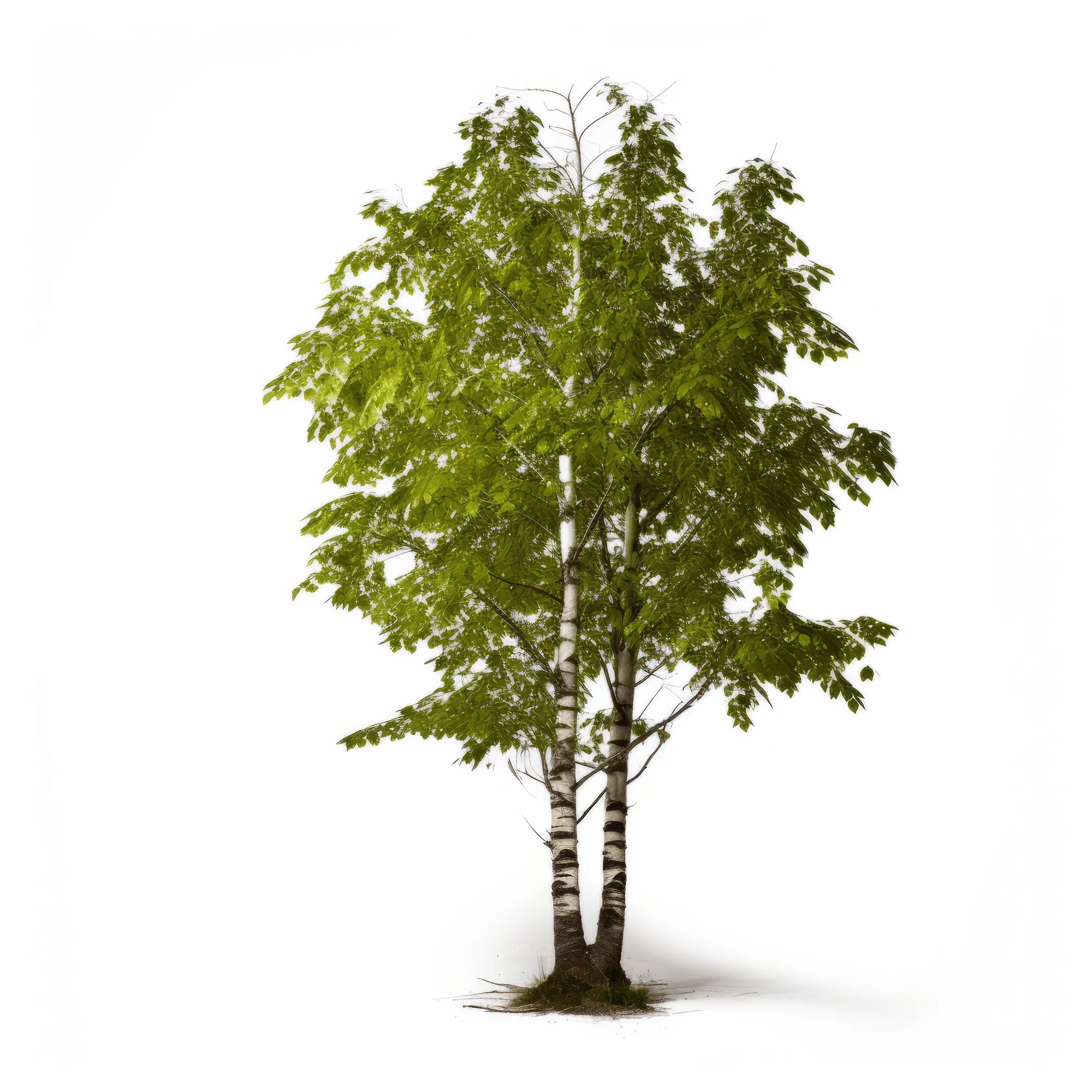 Alphonso birch tree