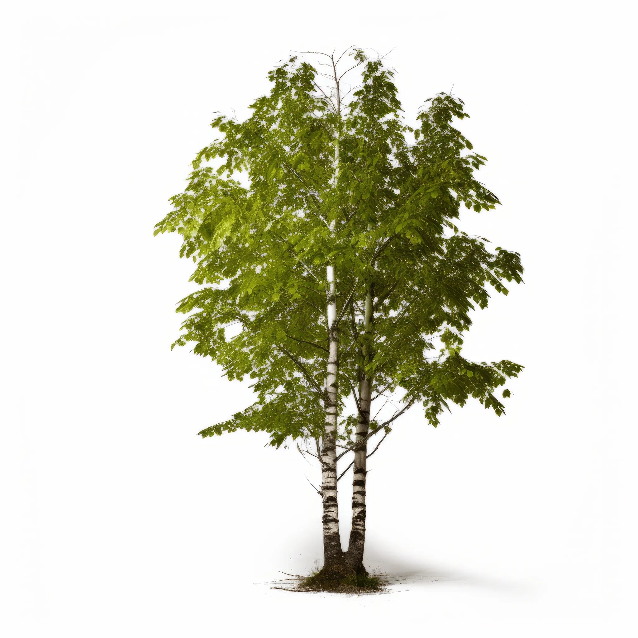 Alphonso birch tree