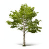 Alika birch tree
