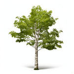 Alika birch tree