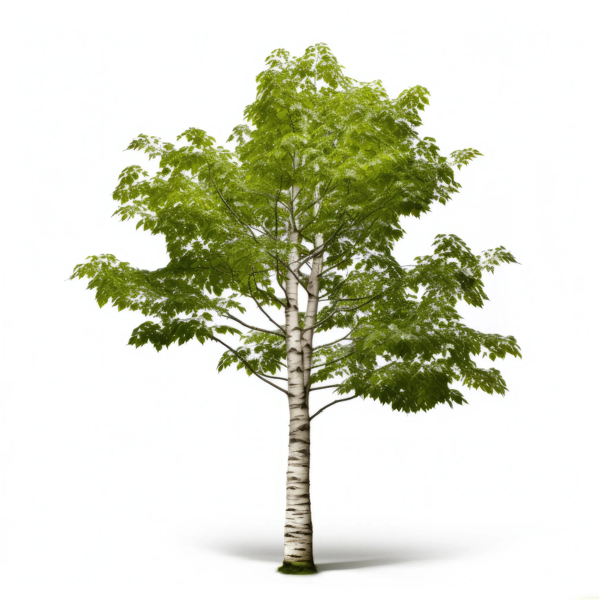 Alika birch tree