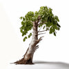 Alvina birch tree