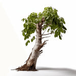Alvina birch tree