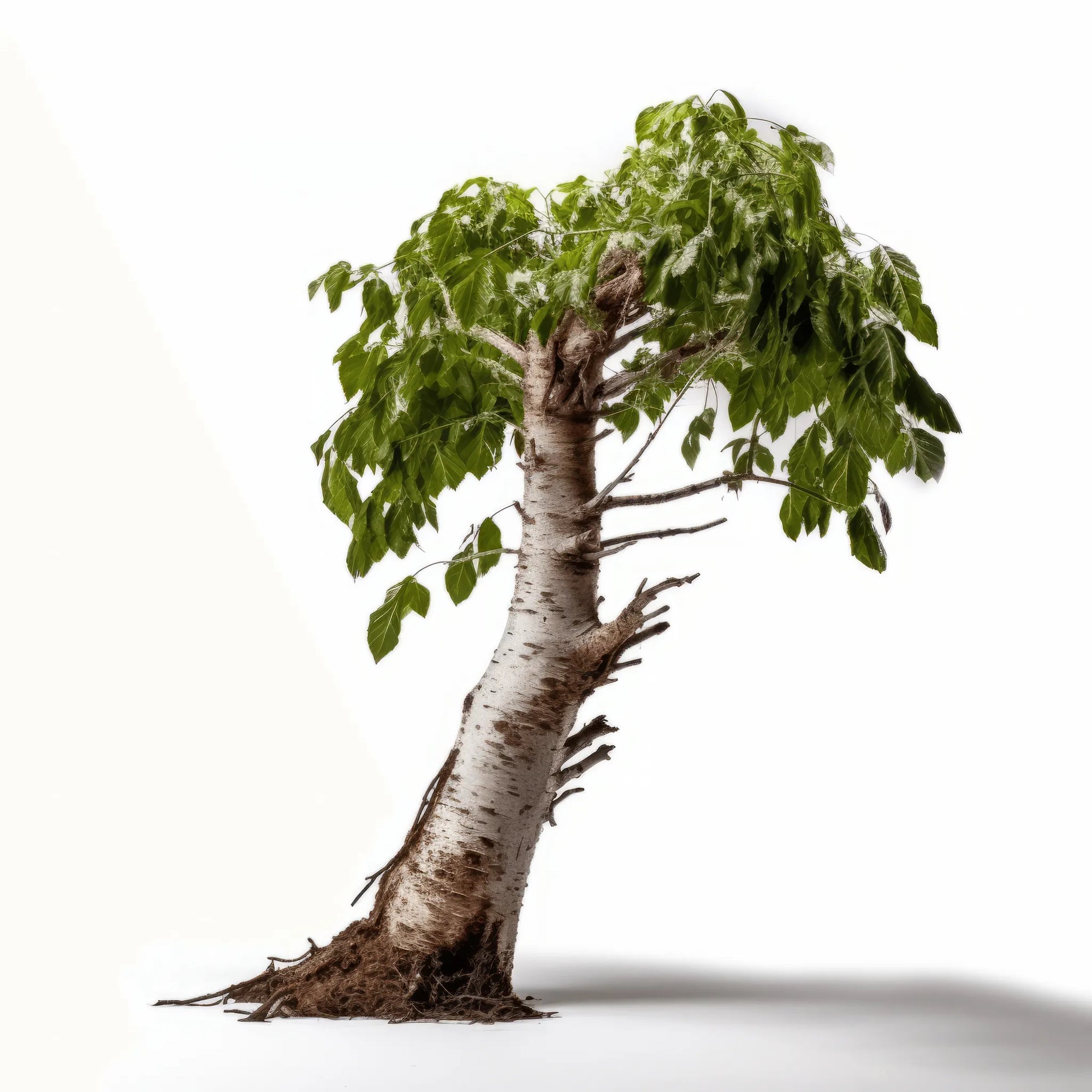 Alvina birch tree