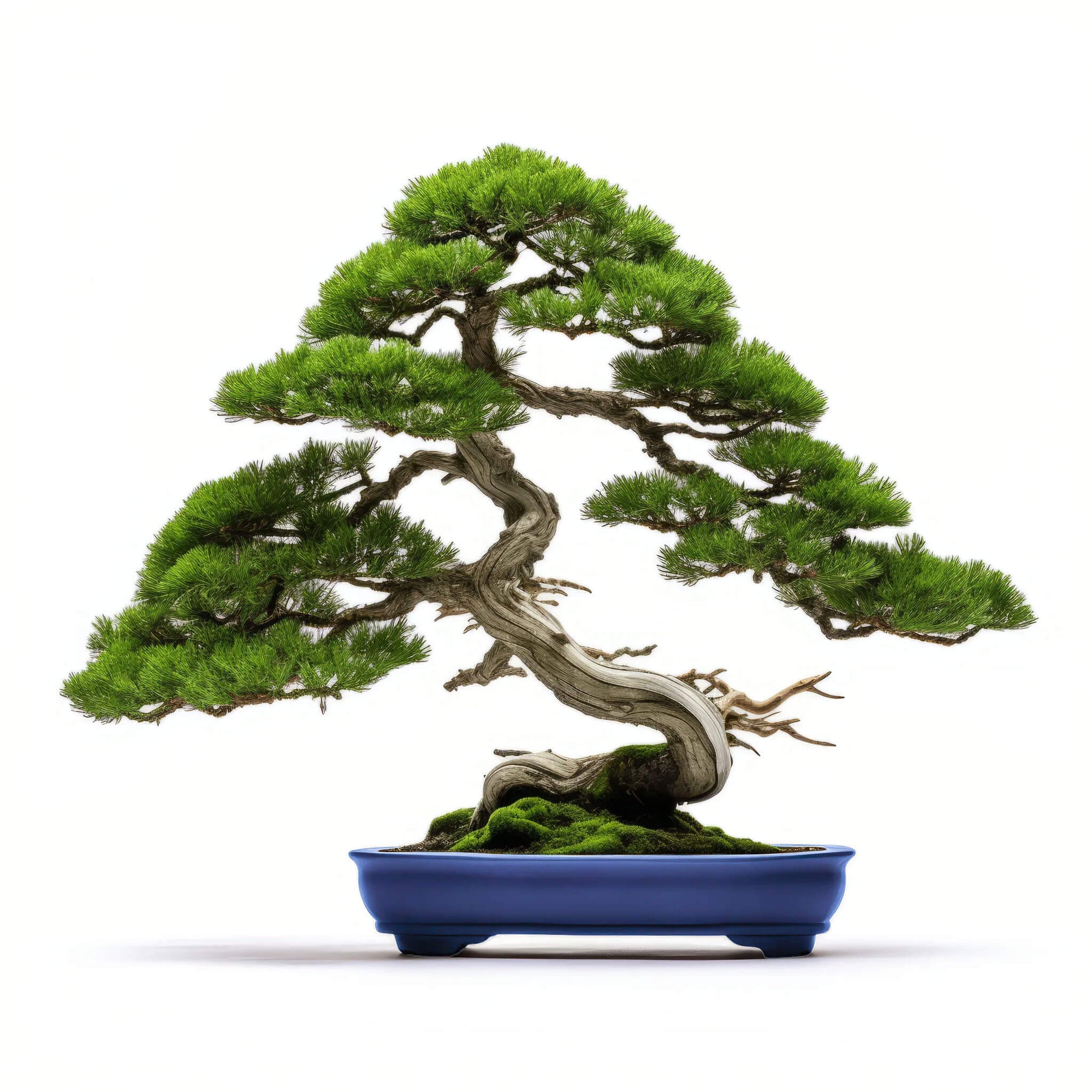 Alano bonsai tree