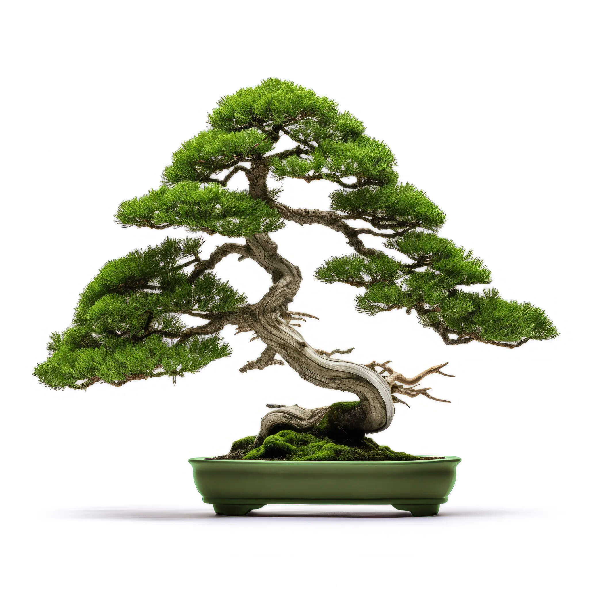 Alano bonsai tree