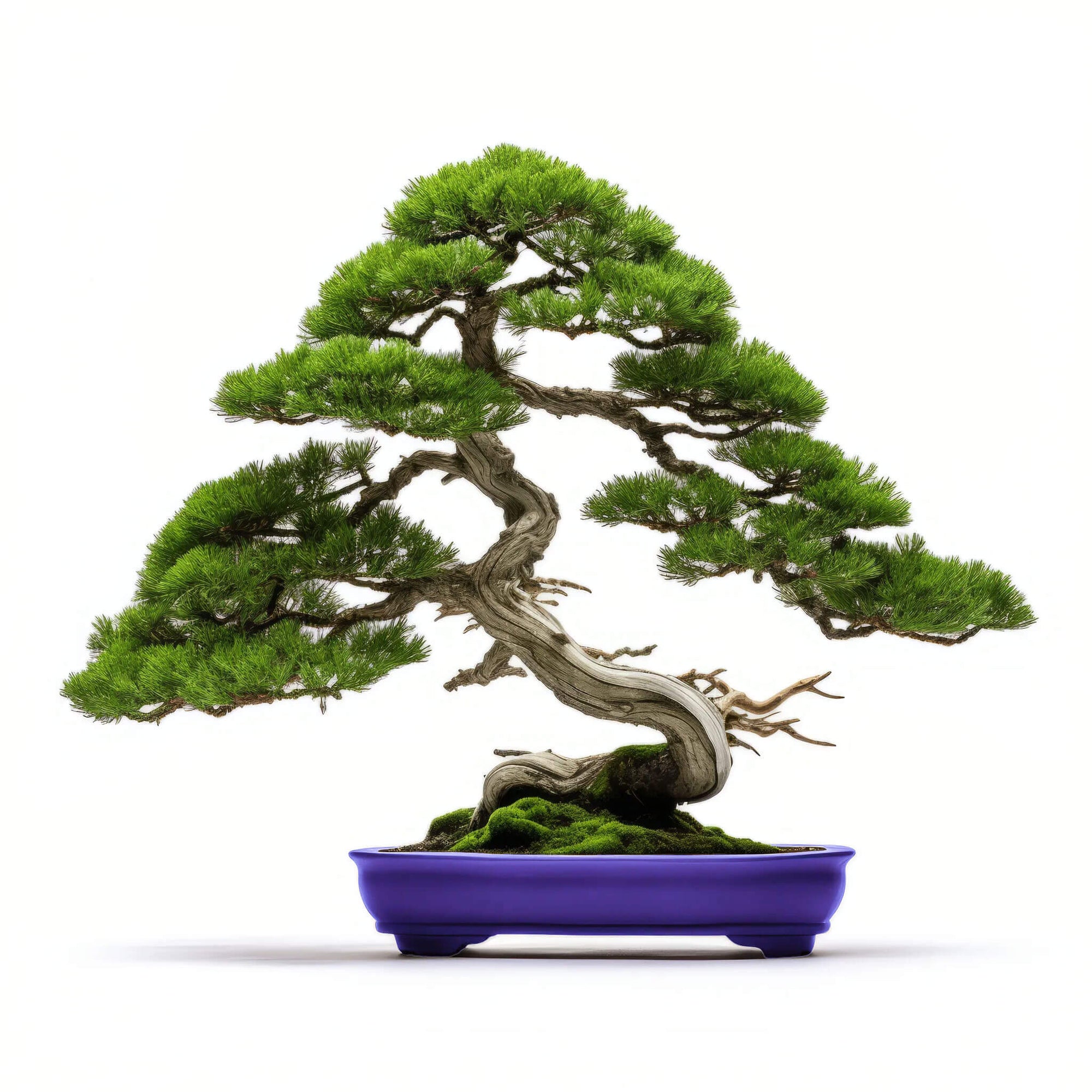 Alano bonsai tree