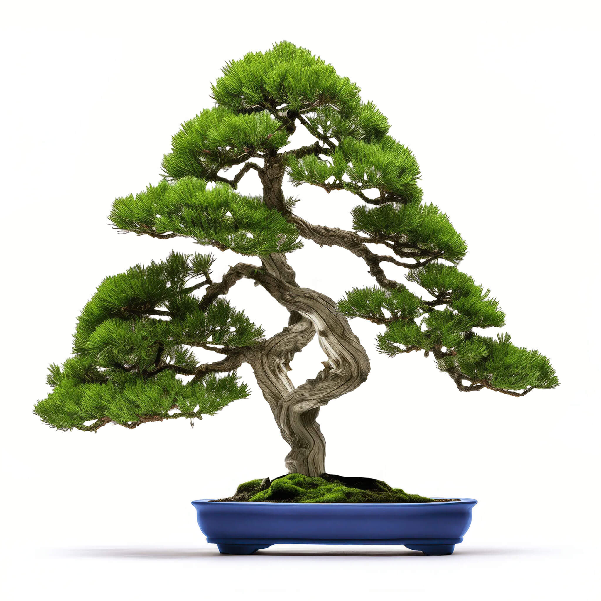 Alano bonsai tree