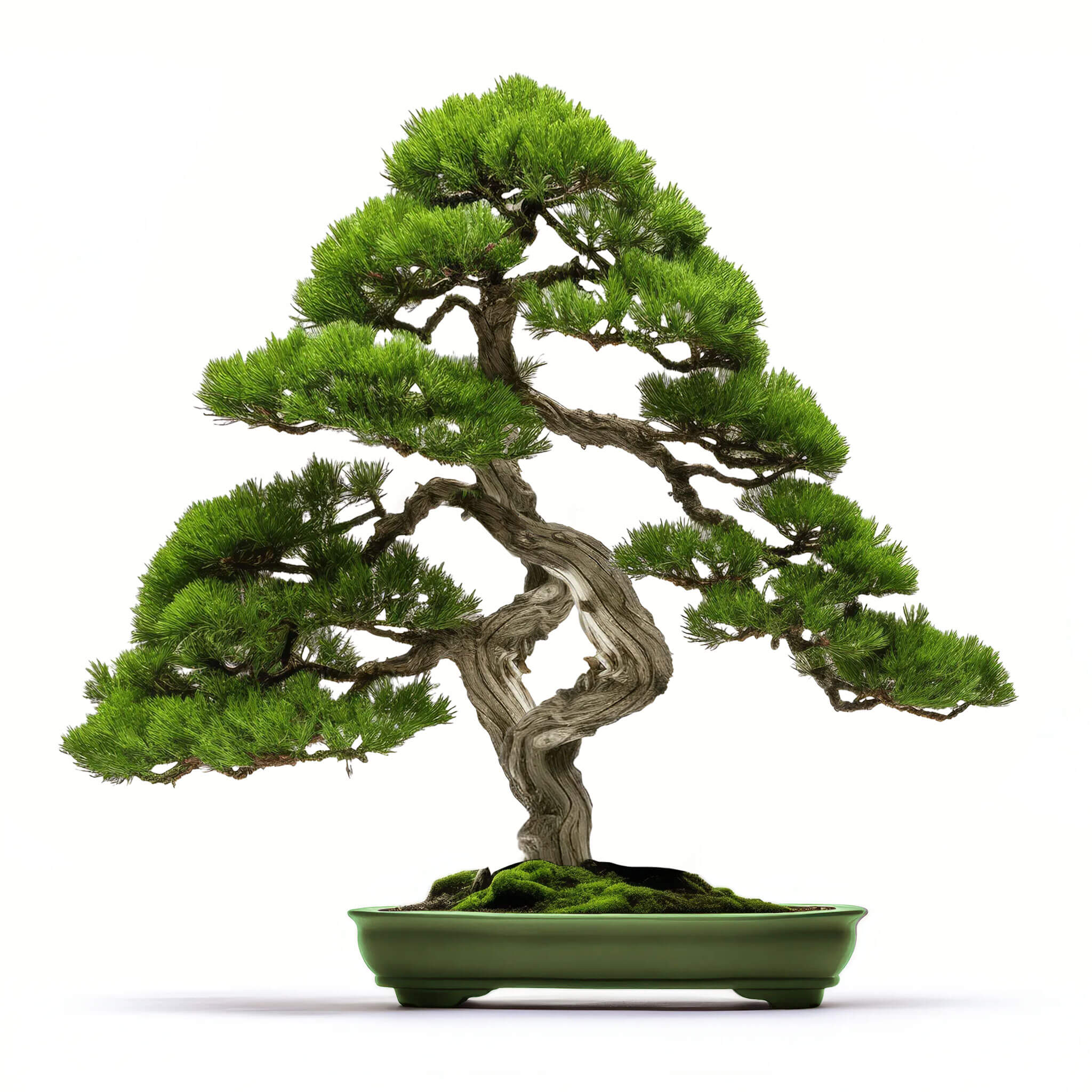 Alano bonsai tree