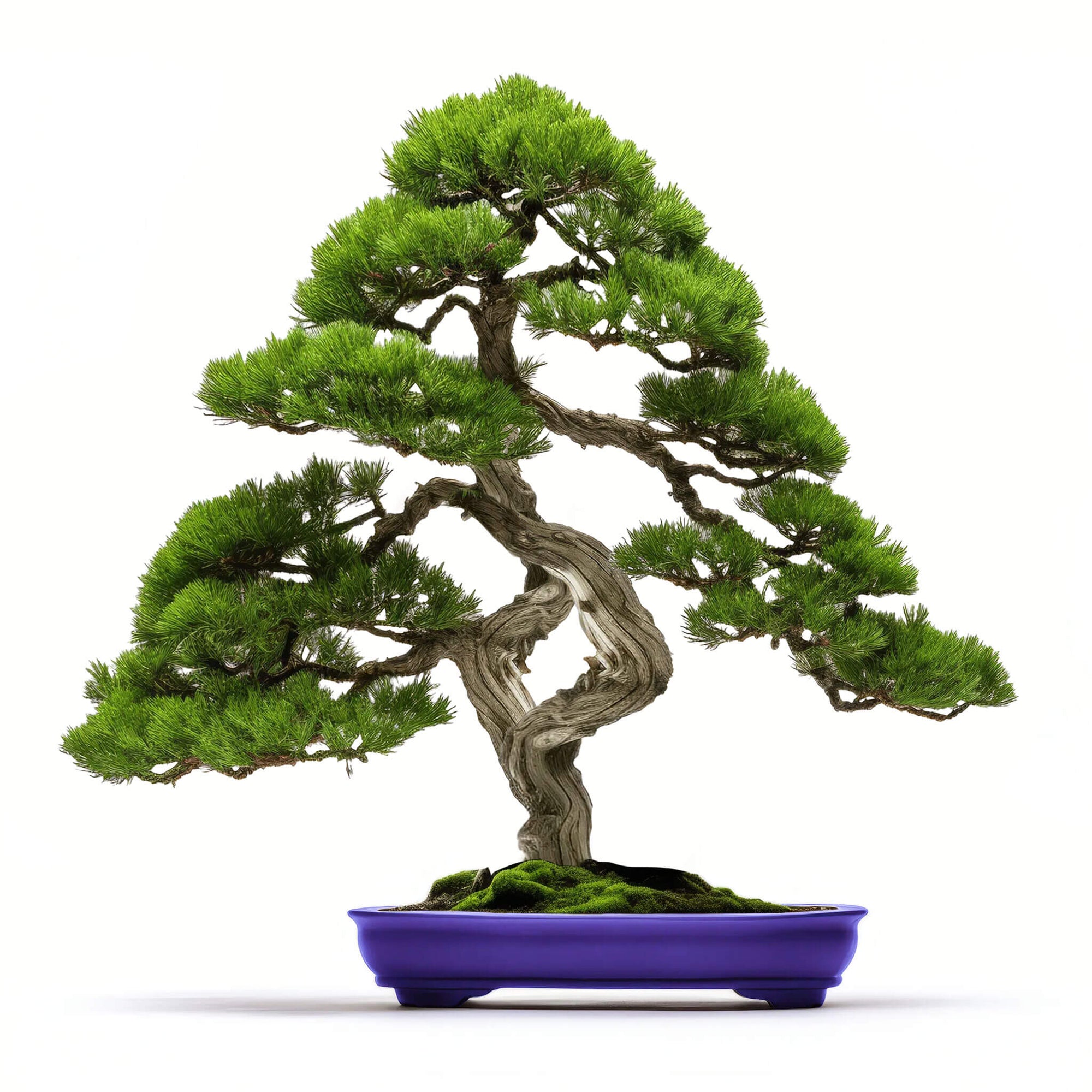 Alano bonsai tree