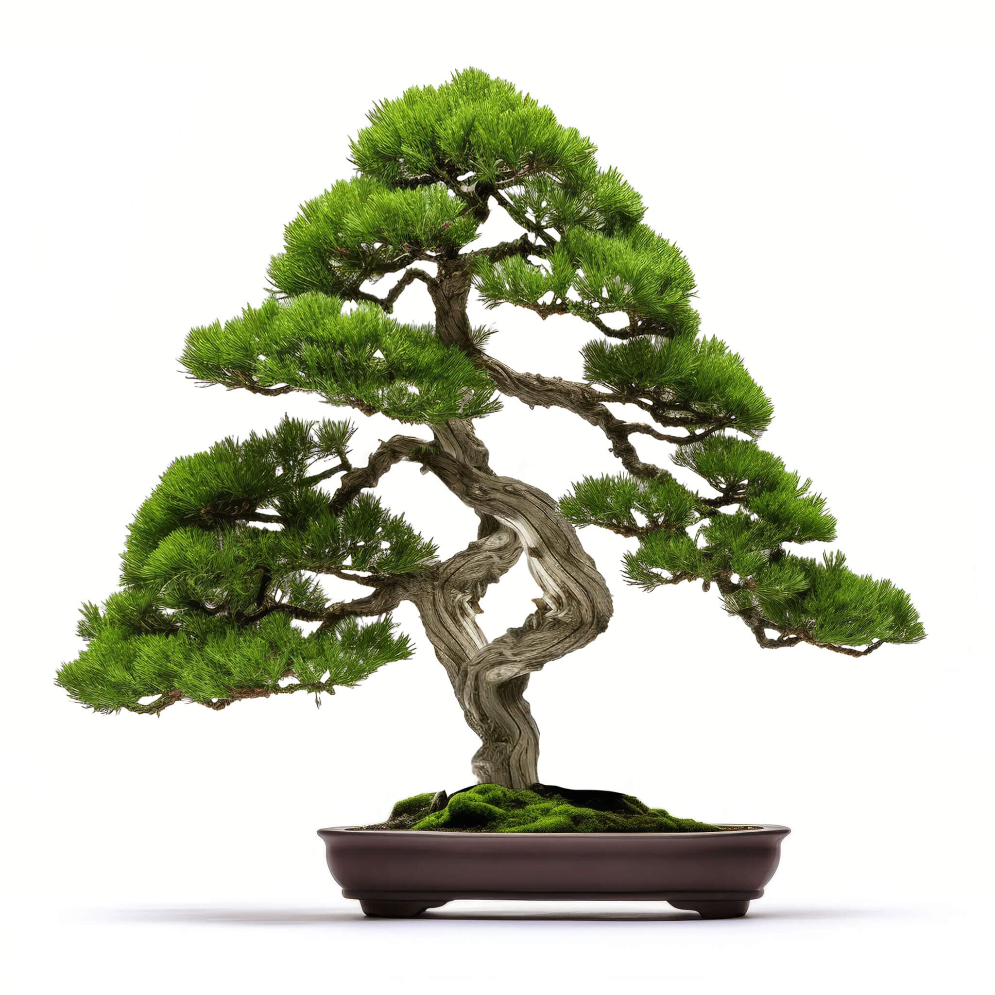 Alano bonsai tree