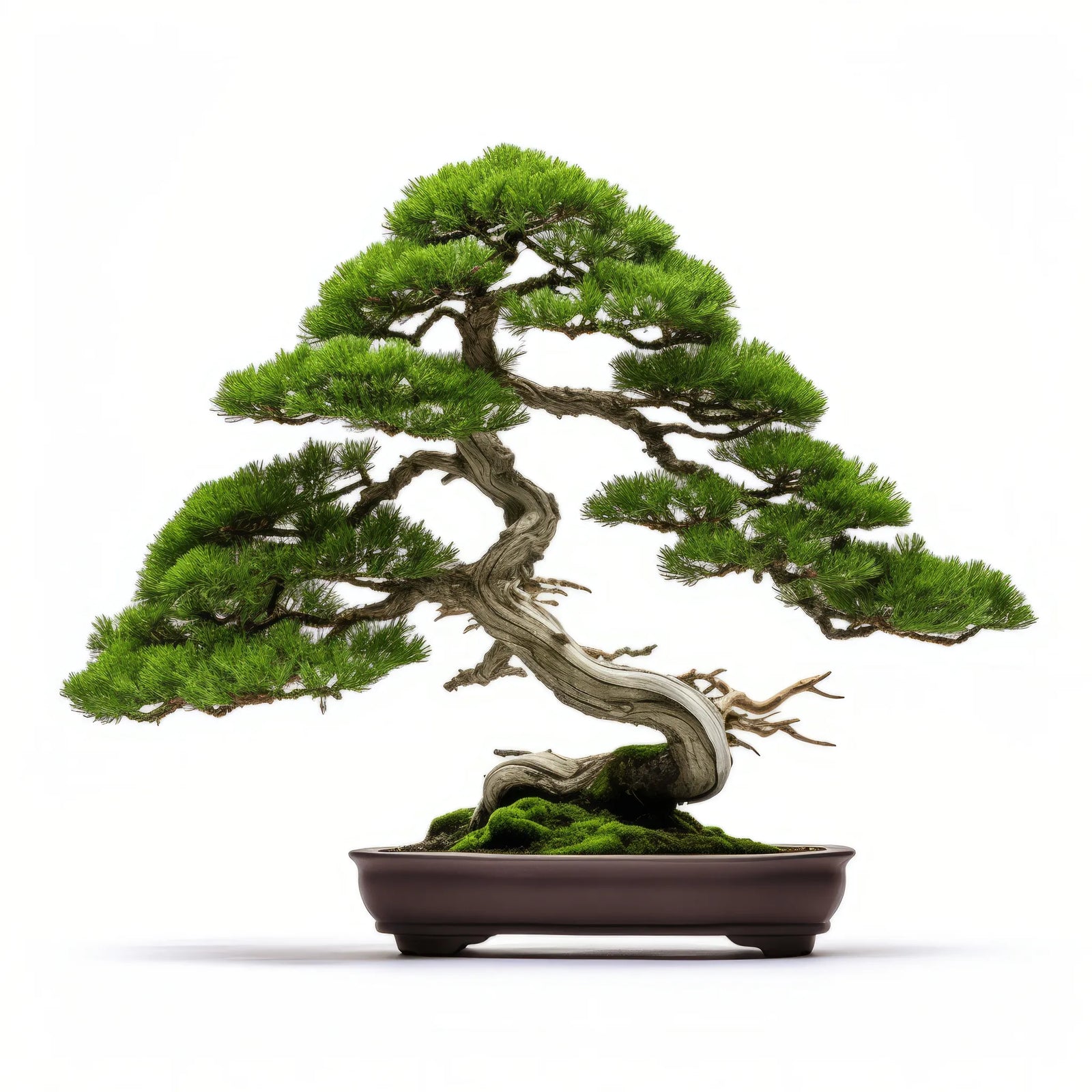 Alano bonsai tree