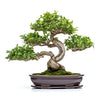Aline bonsai tree
