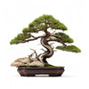 Alia bonsai tree