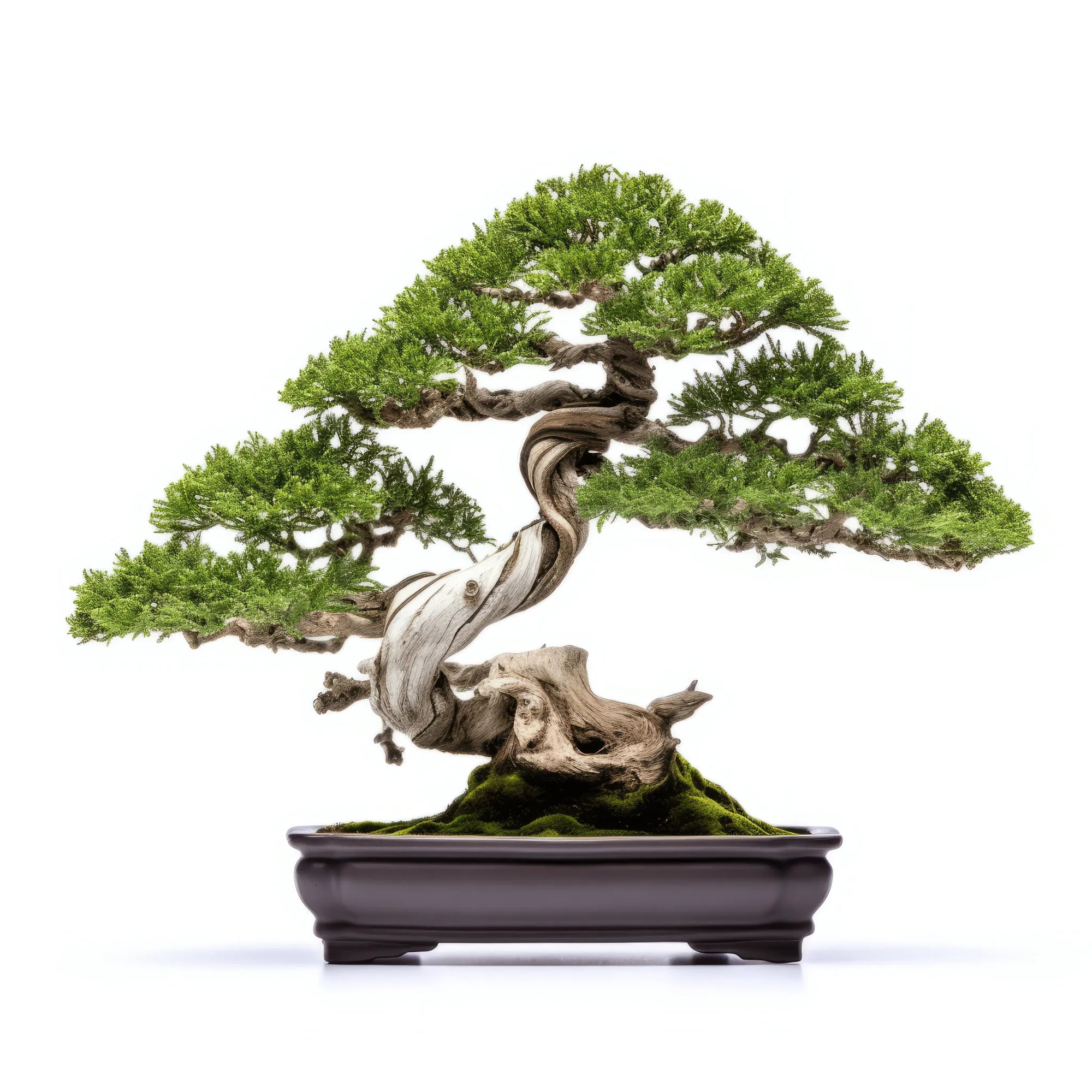 Anjali bonsai tree