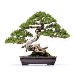 Anjali bonsai tree