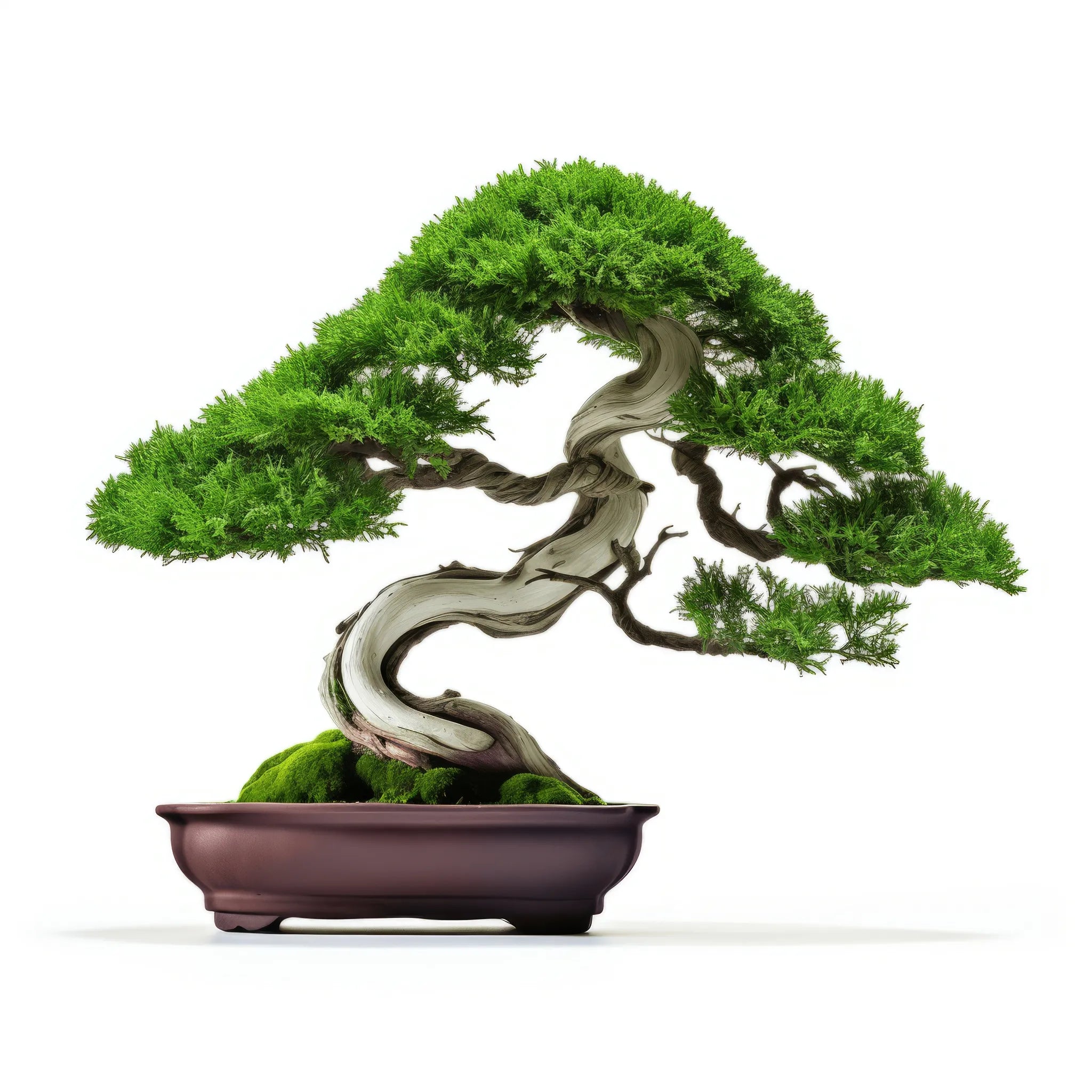 Alessandro bonsai tree