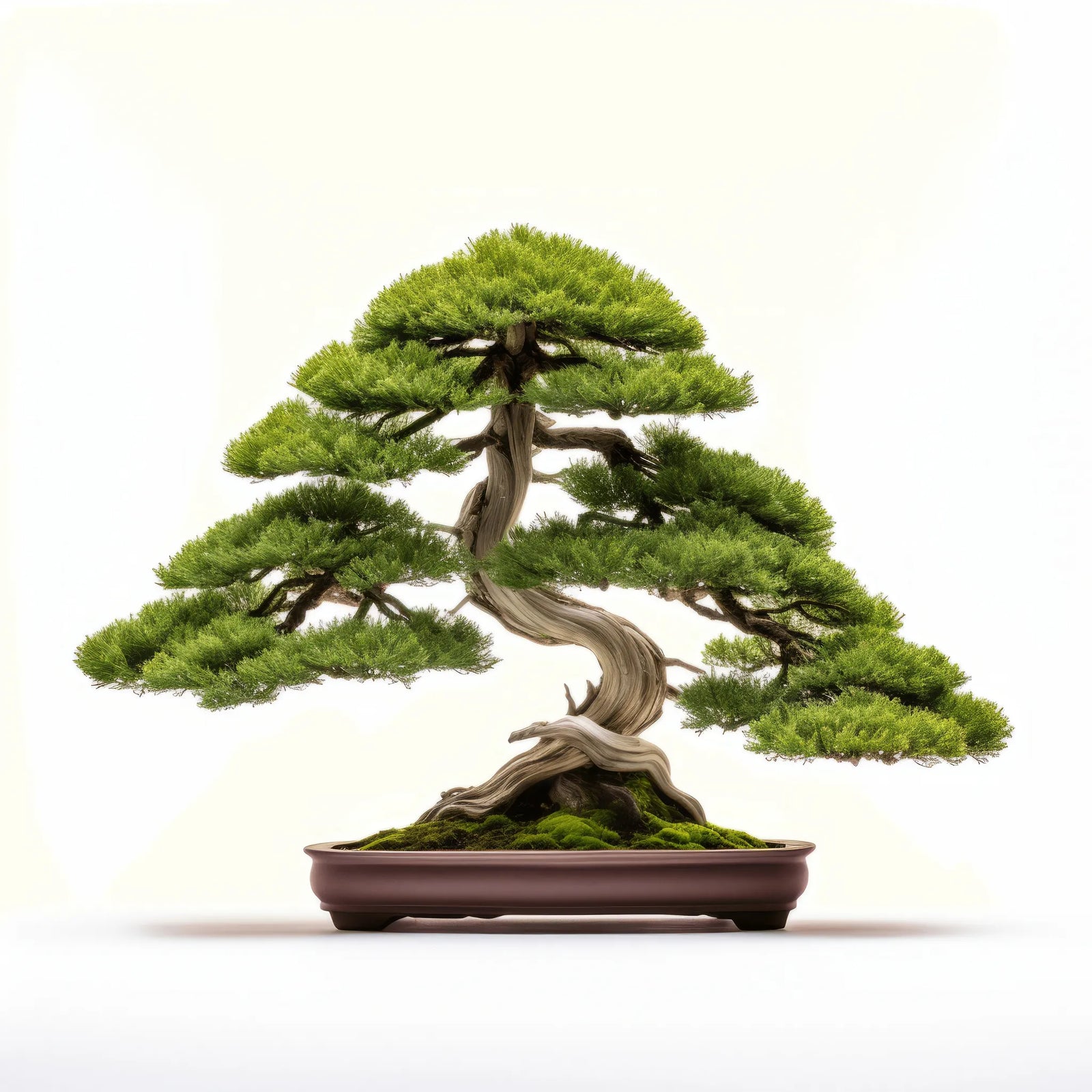 Aida bonsai tree