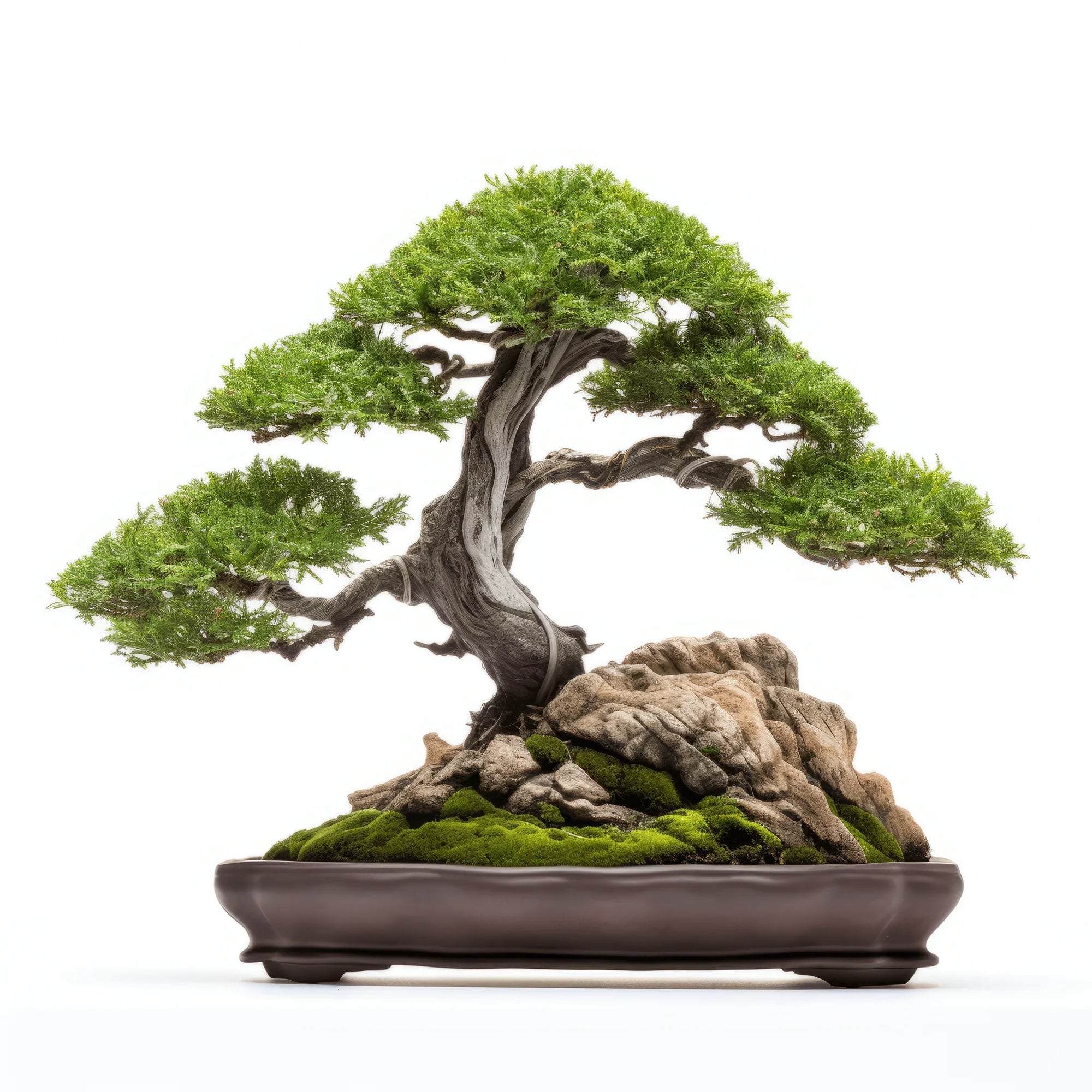 Ailbhe bonsai tree