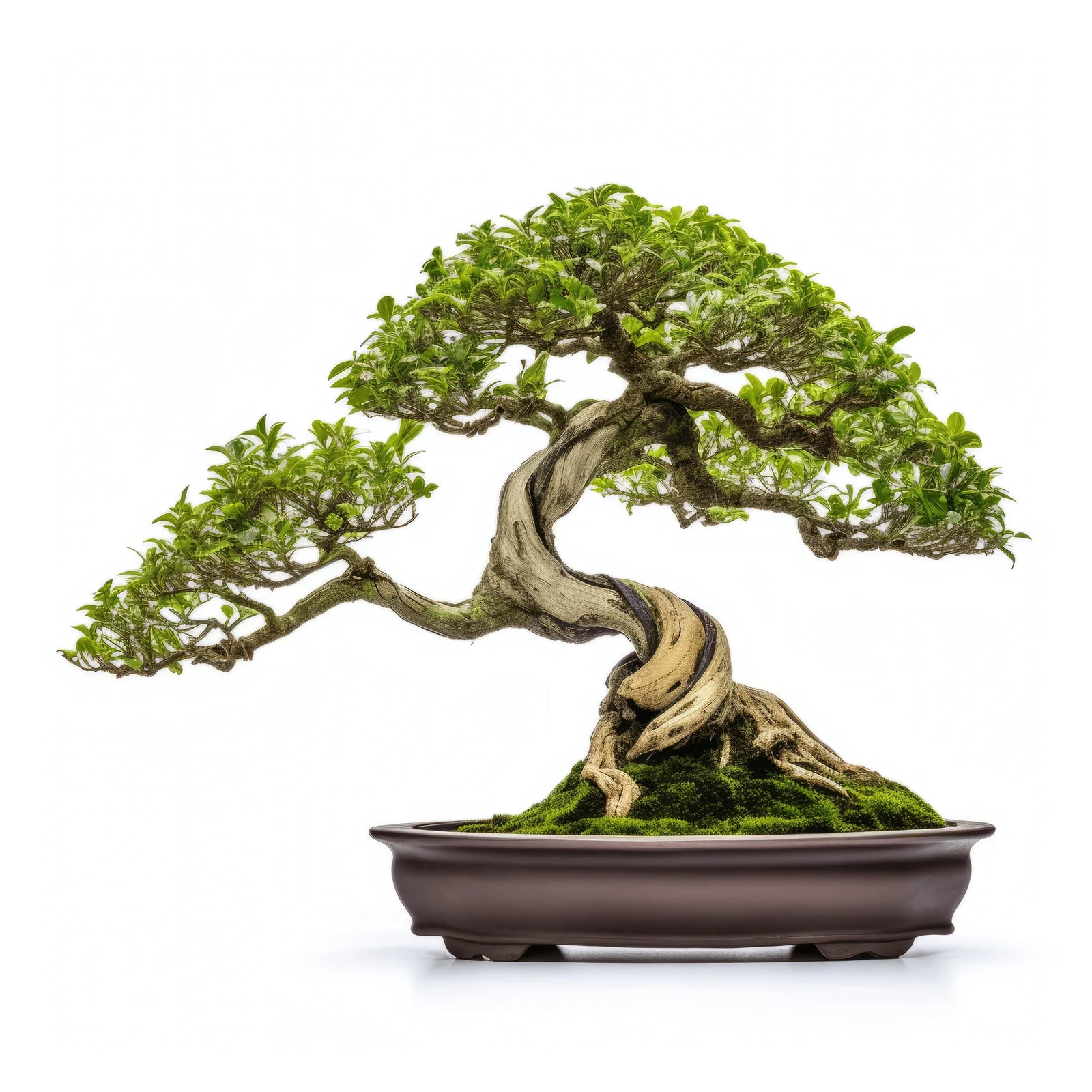 Aubrey bonsai tree