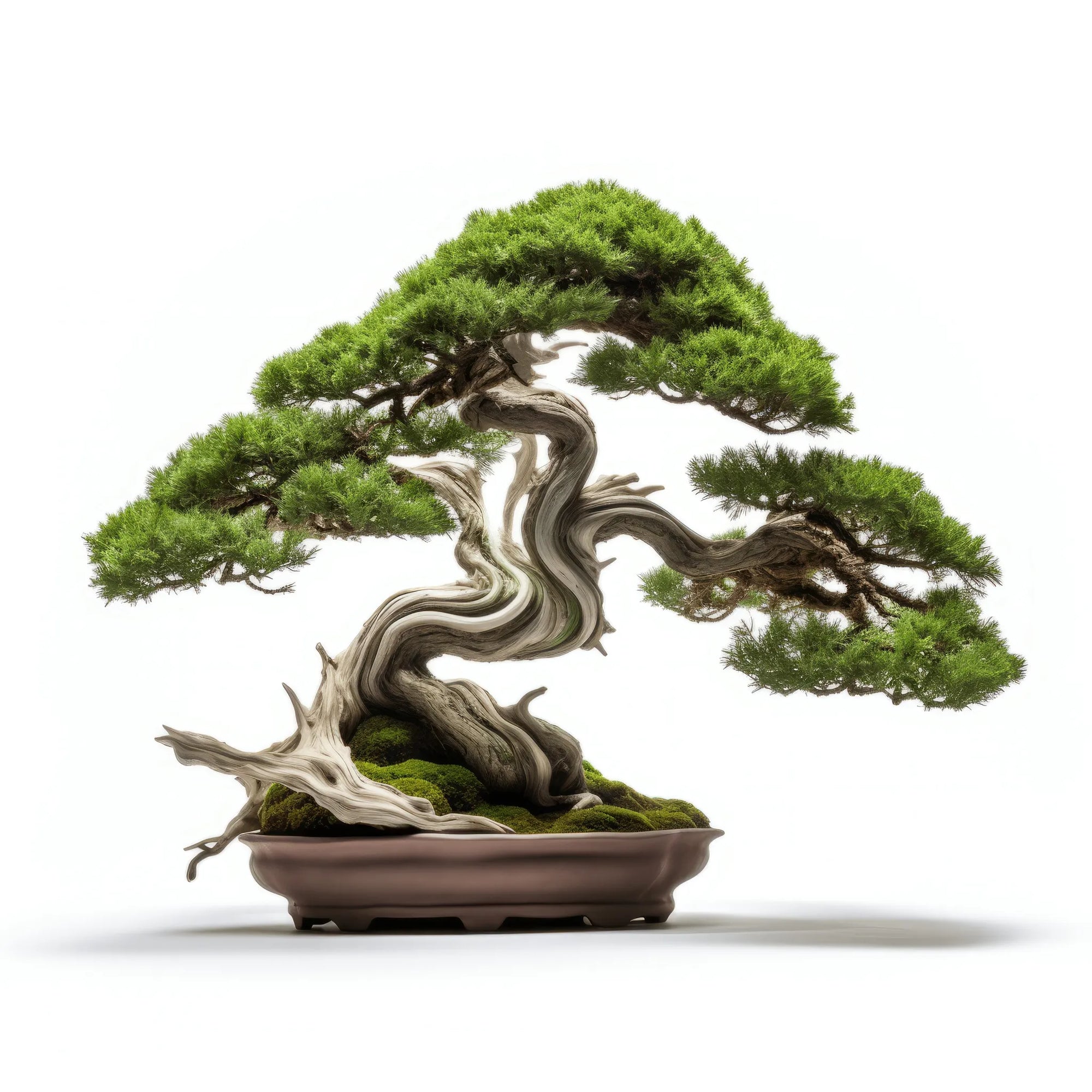 Alondra bonsai tree
