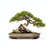 Alistair bonsai tree