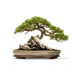 Alistair bonsai tree