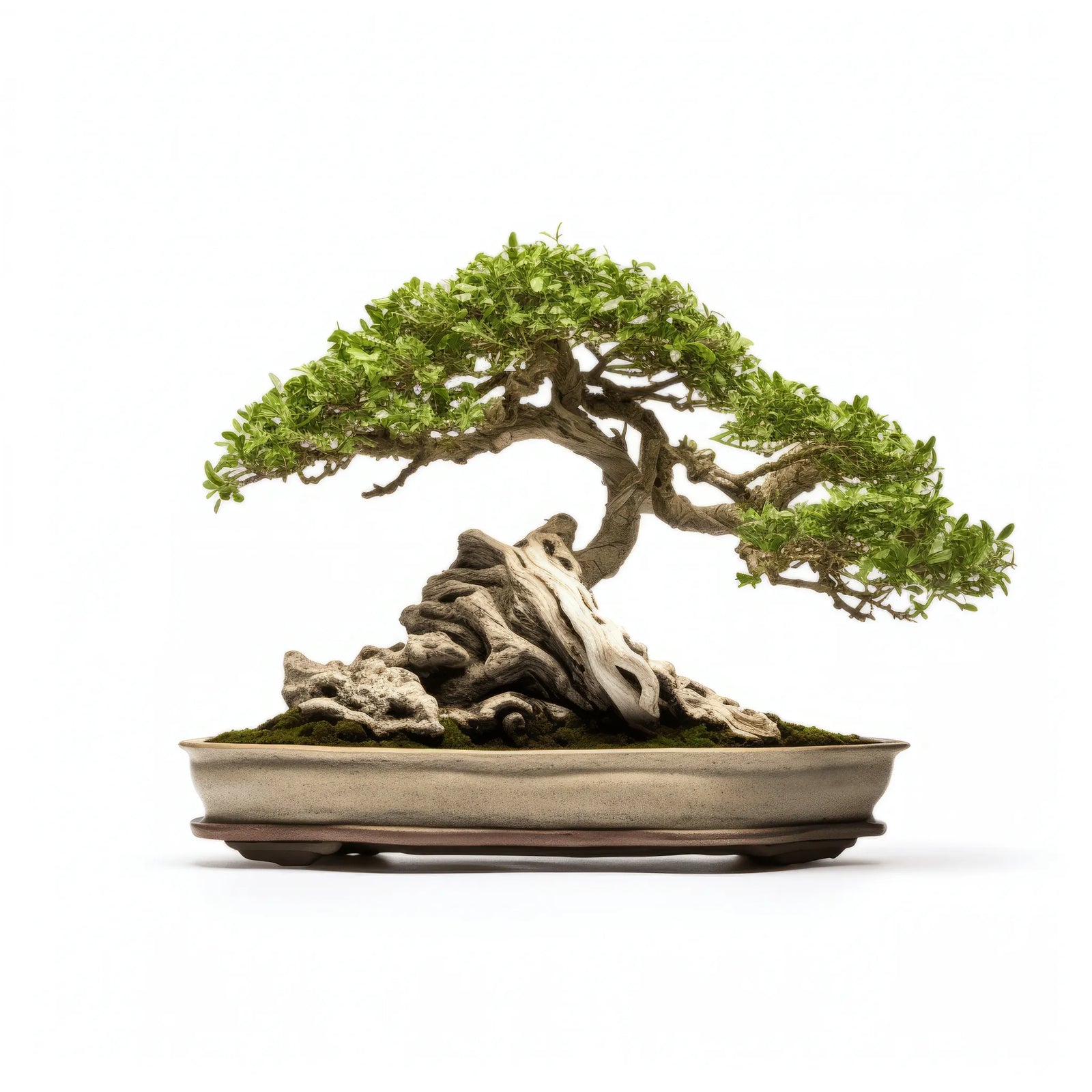 Alistair bonsai tree