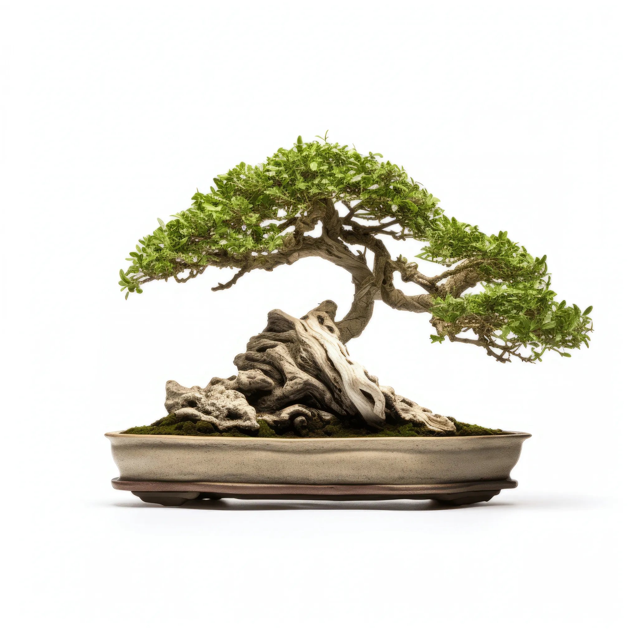 Alistair bonsai tree