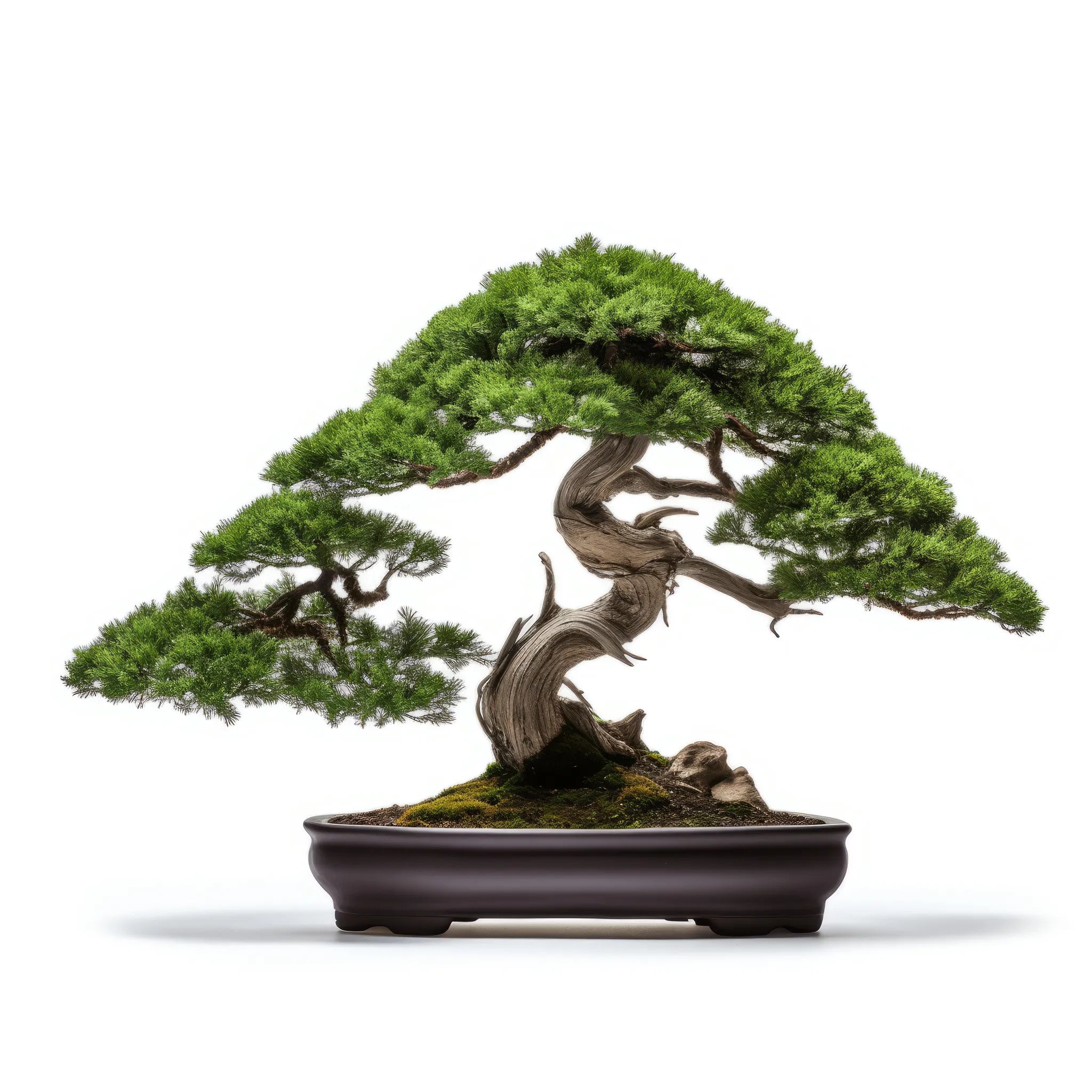 Agnes bonsai tree