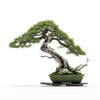 Akira bonsai tree
