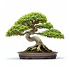 Abner bonsai tree