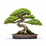 Abner bonsai tree
