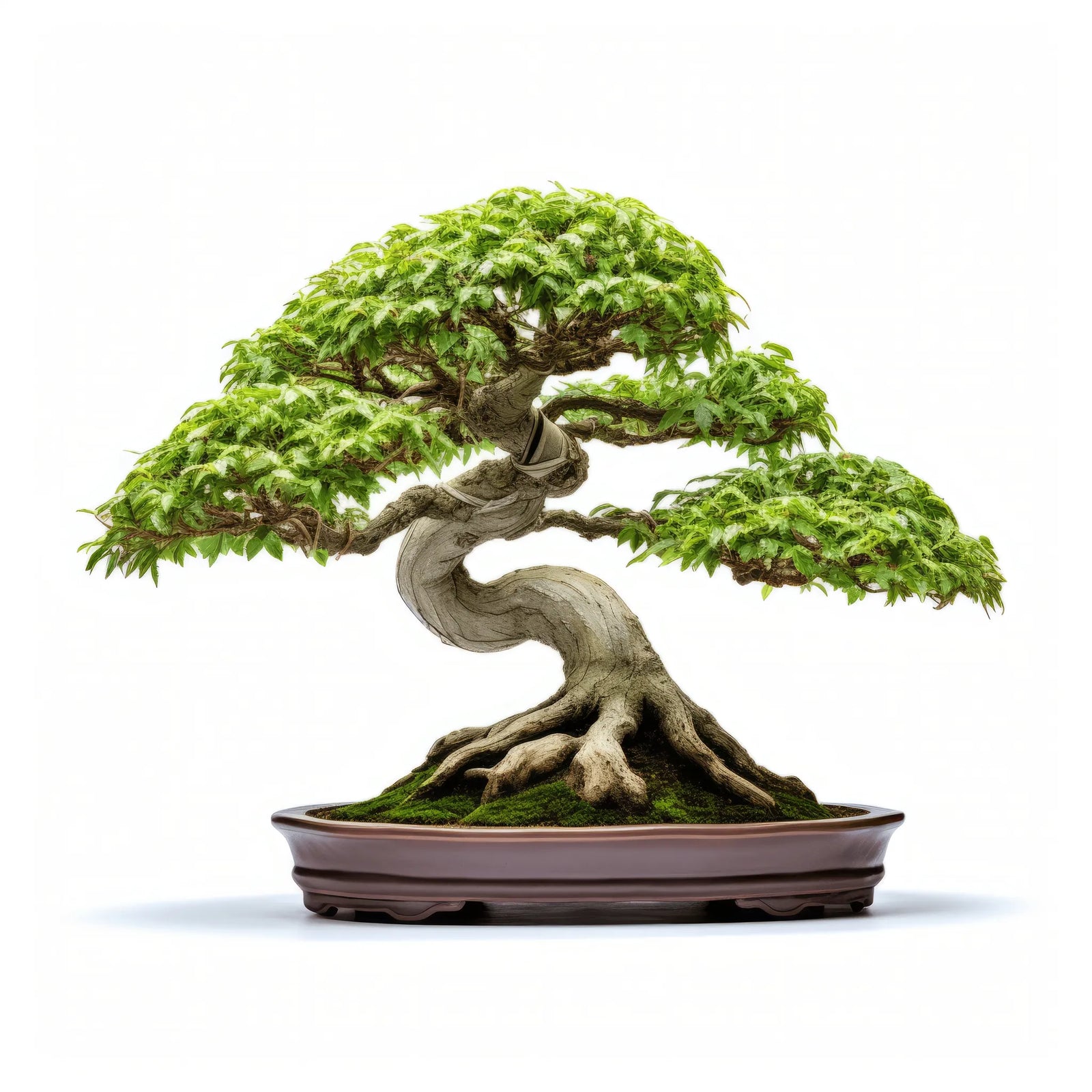 Abner bonsai tree