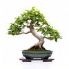 Adrian bonsai tree