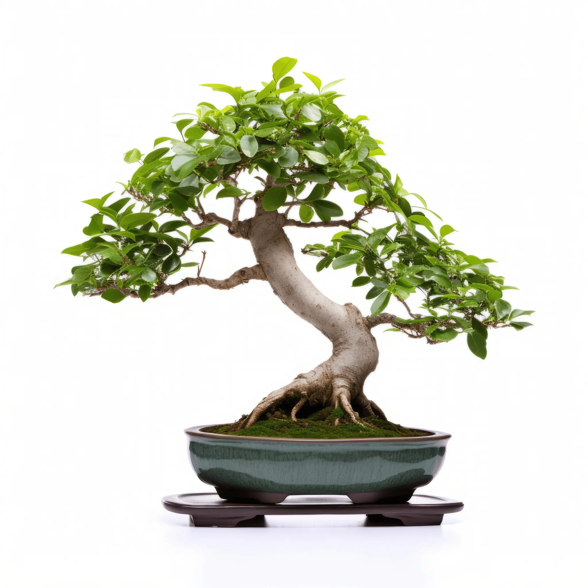 Adrian bonsai tree