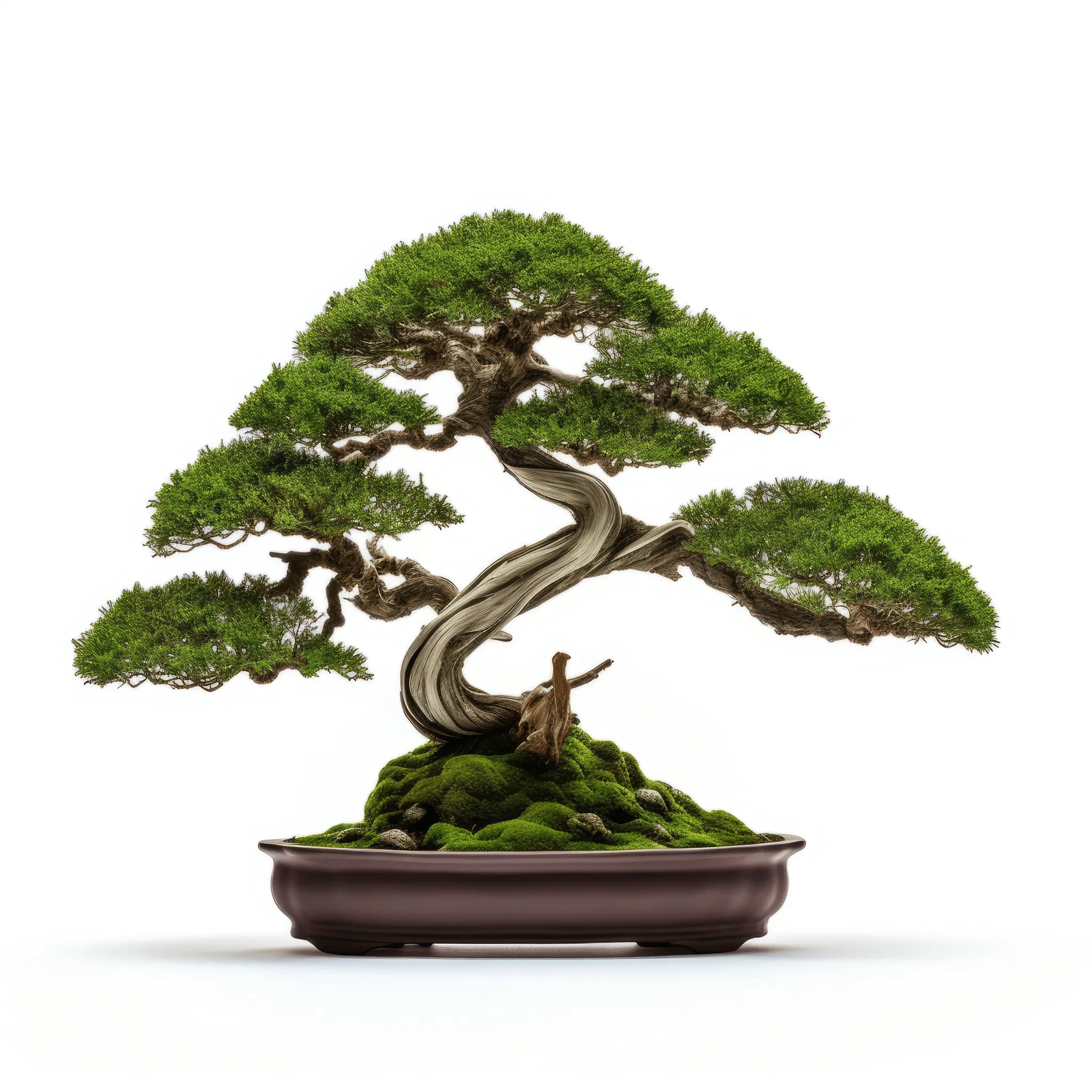 Aria bonsai tree